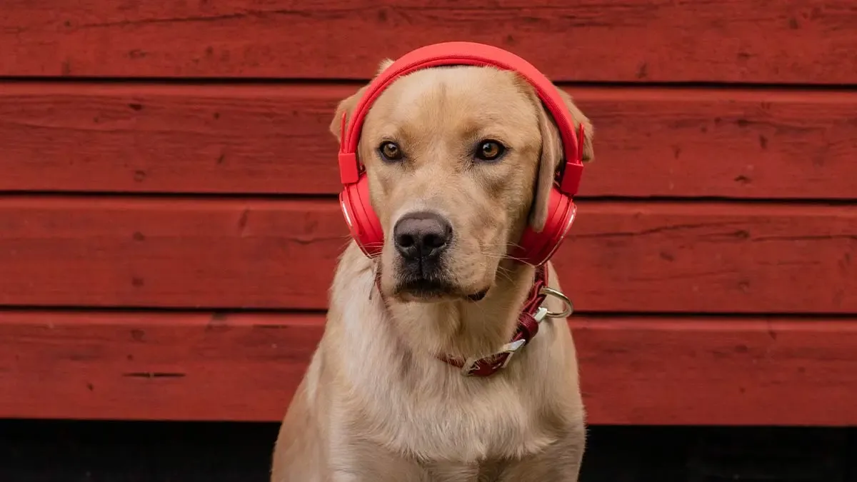 Hund med hörlurar